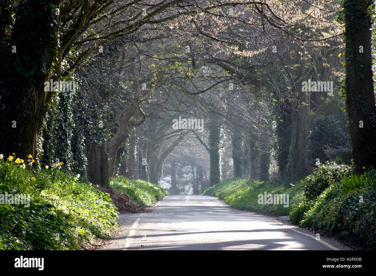 Green Kanalinseln Lane Jersey UK Stockfoto