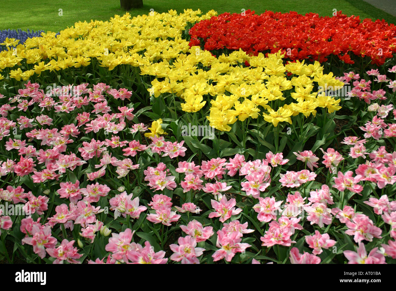 Tulpen Blumenbeete im Keukenhof Frühling Garten Süd-Holland Niederlande Stockfoto