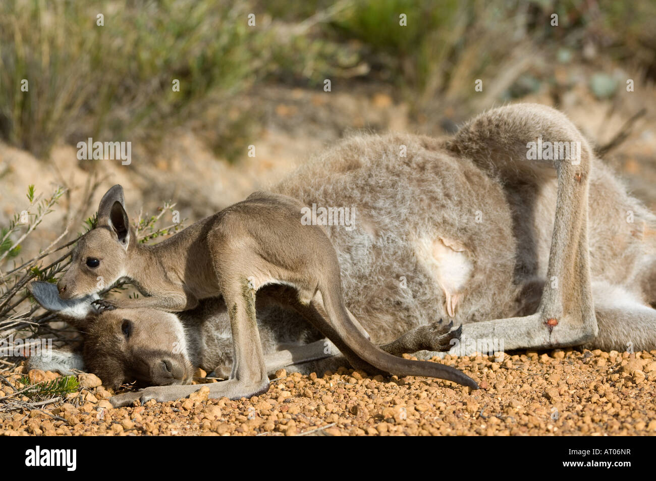 Western Grey Kangaroo Macropus Fuliginosus tote Mutter mit 3 Monate alten baby Hamersley fahren Fitzgerald River National Park AU Stockfoto