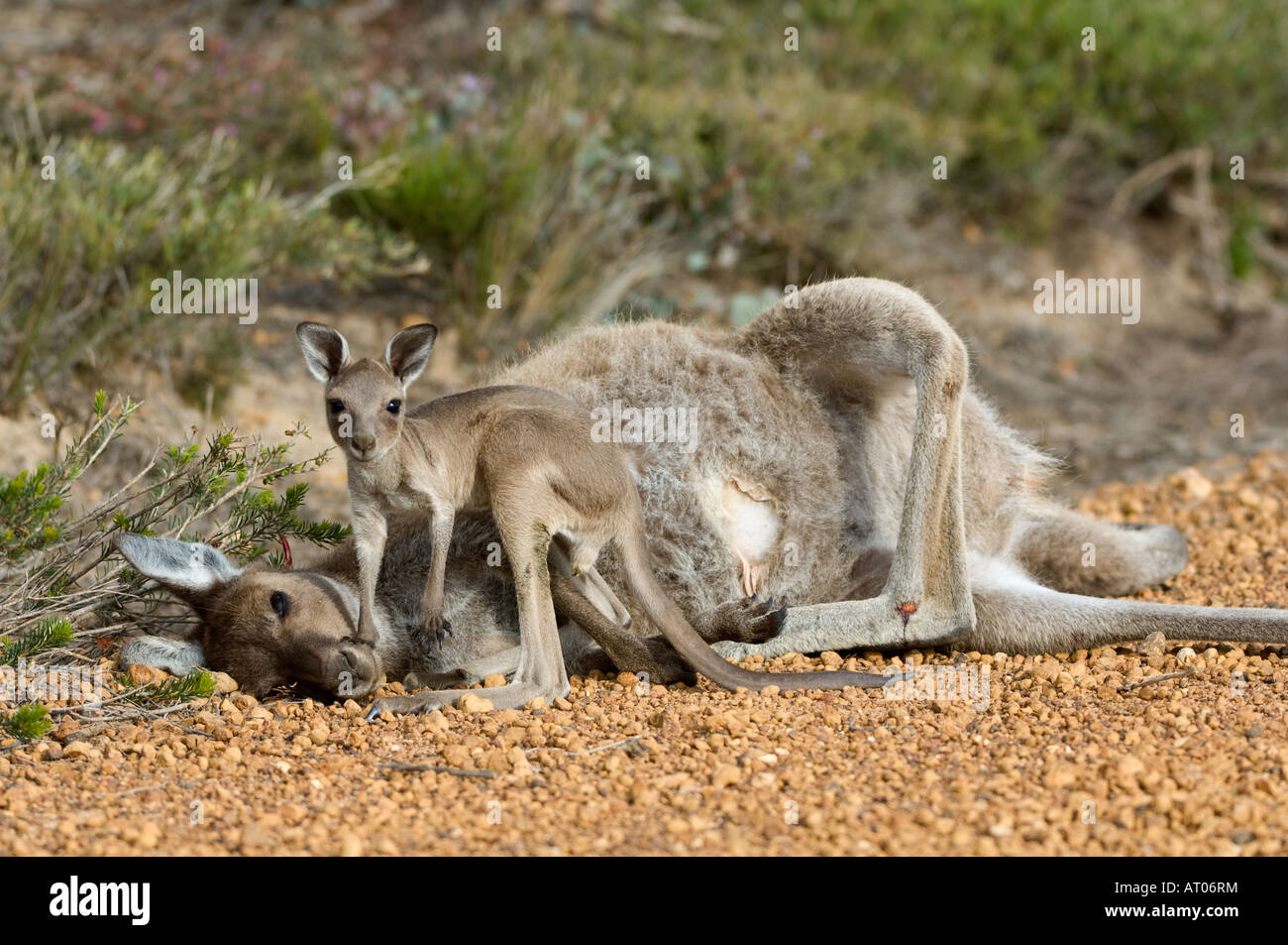 Western Grey Kangaroo Macropus Fuliginosus tote Mutter mit 3 Monate alten baby Hamersley fahren Fitzgerald River National Park AU Stockfoto