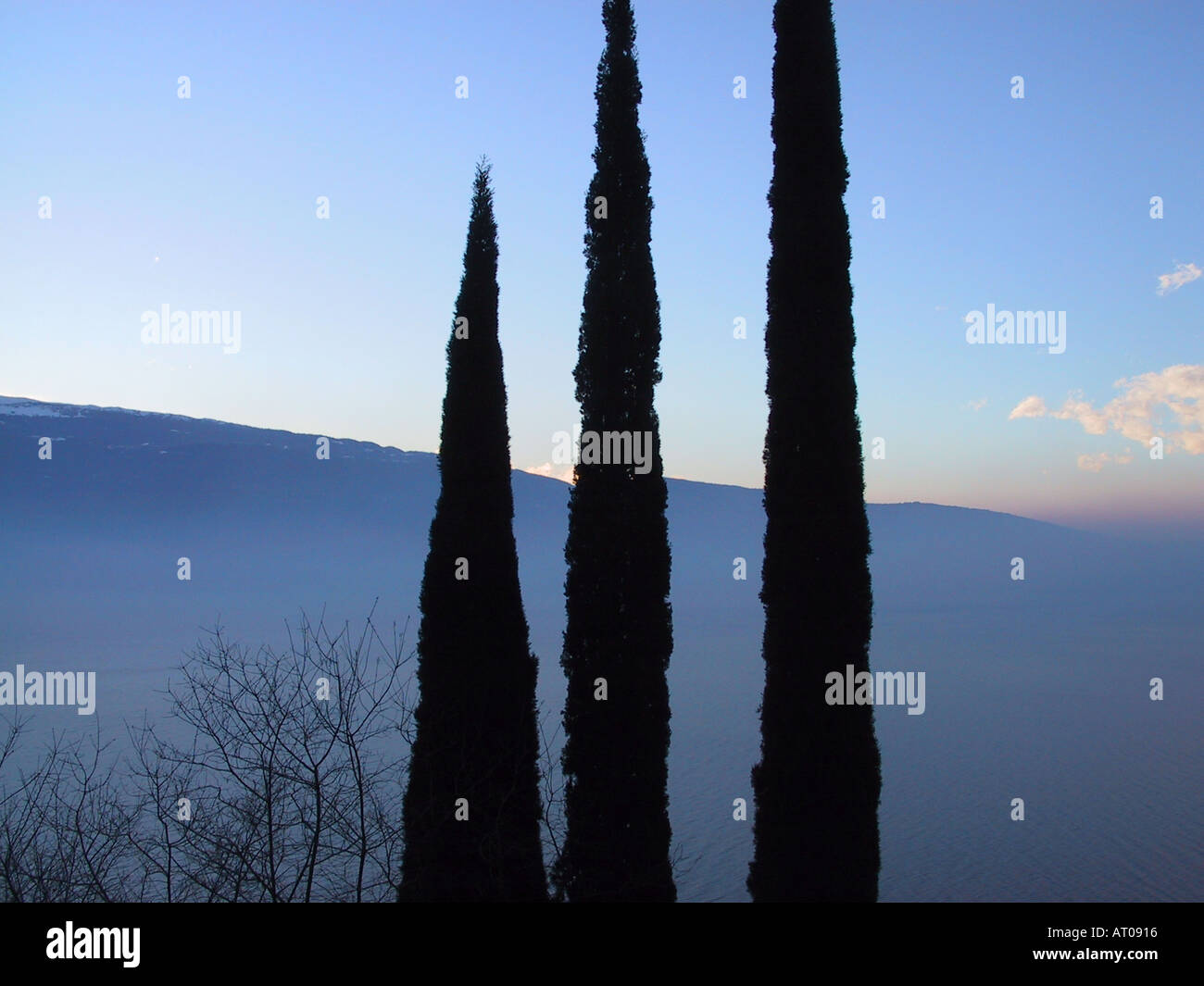 Zypern-Bäume am Gardasee Italien Stockfoto