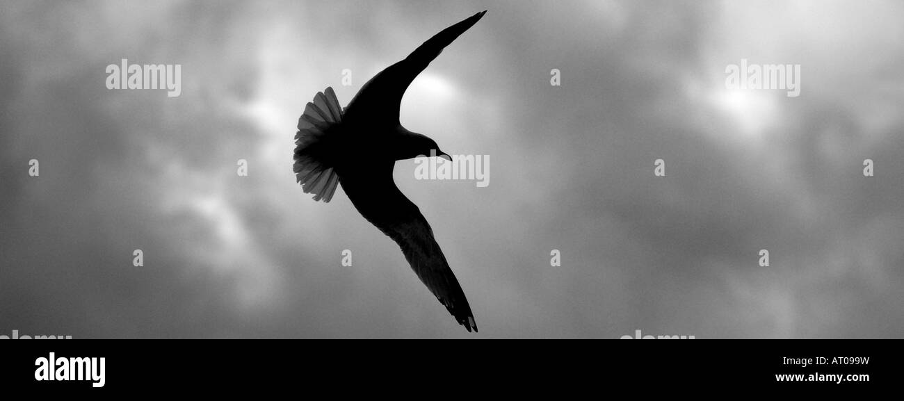 Ein Vogel fliegt durch den Himmel seine Flügel ausbreitet Stockfoto