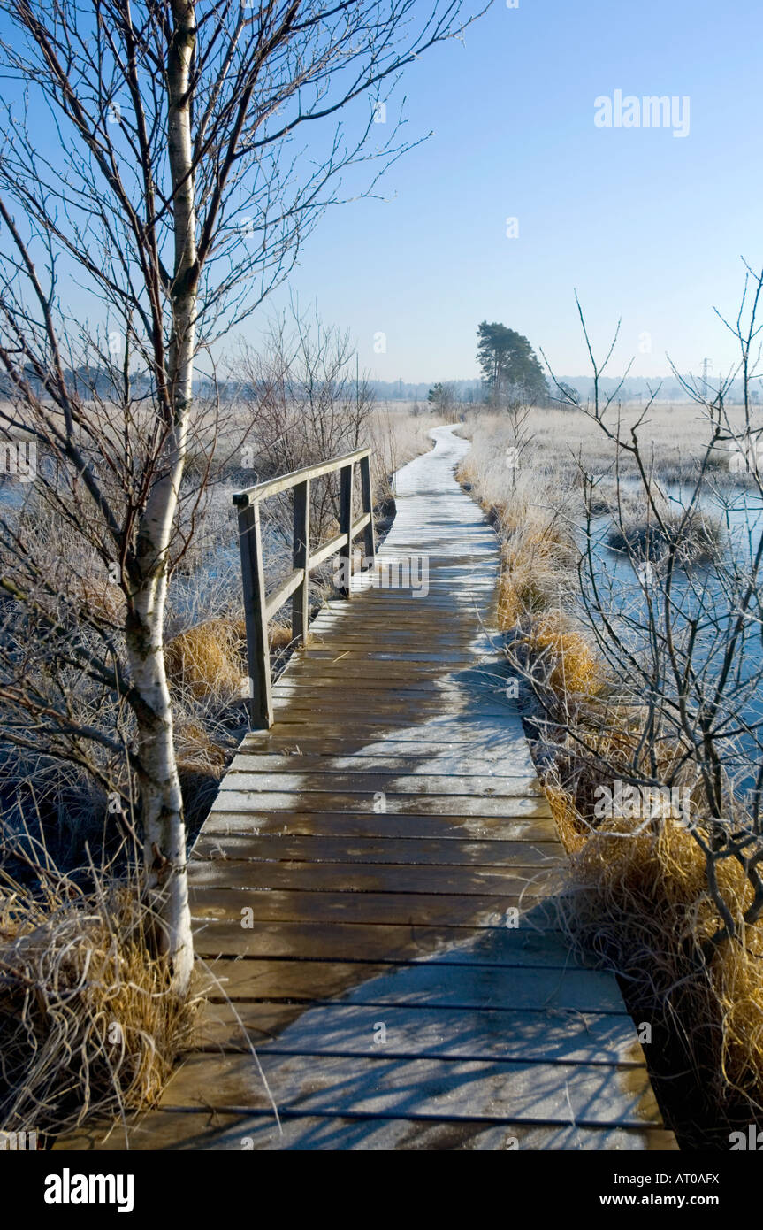Thursley Nature Reserve auf einen kalten Winter Tag Surrey UK Stockfoto
