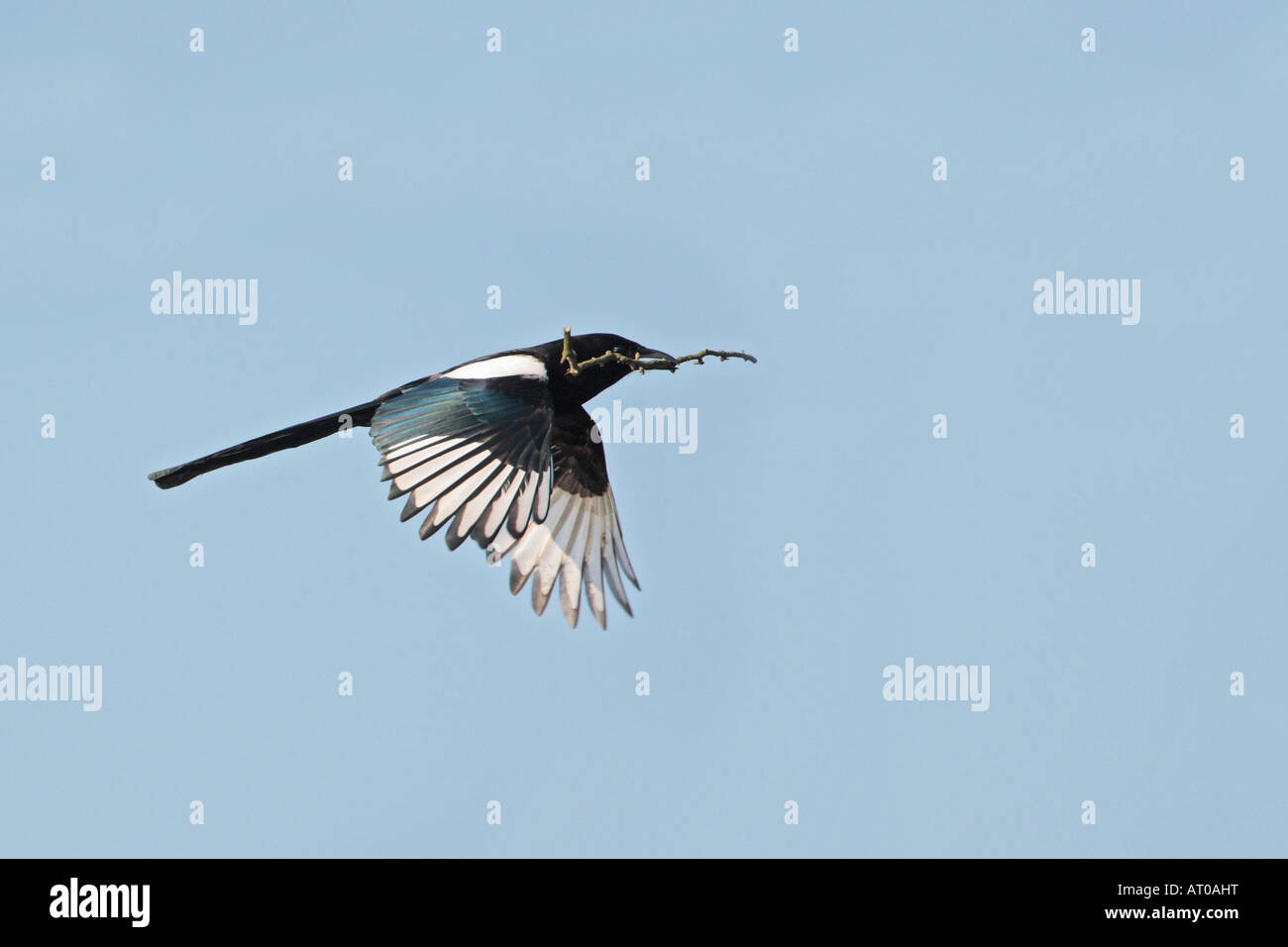 Elster Pica Pica fliegen mit sticks für Nest gegen einen schönen blauen Himmel Verulamium Park, St Albans Stockfoto