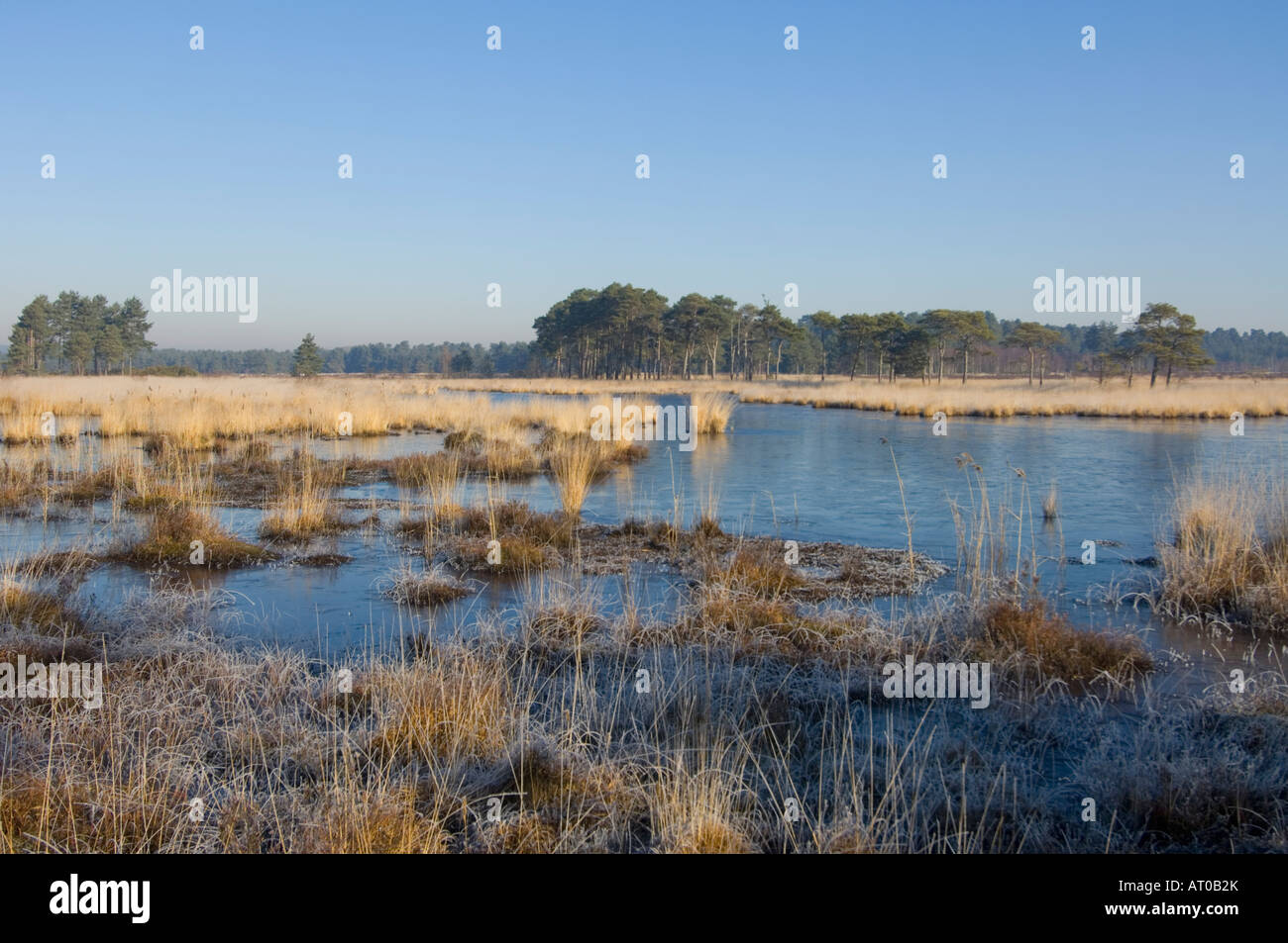 Thursley Nature Reserve auf einen kalten Winter Tag Surrey UK Stockfoto