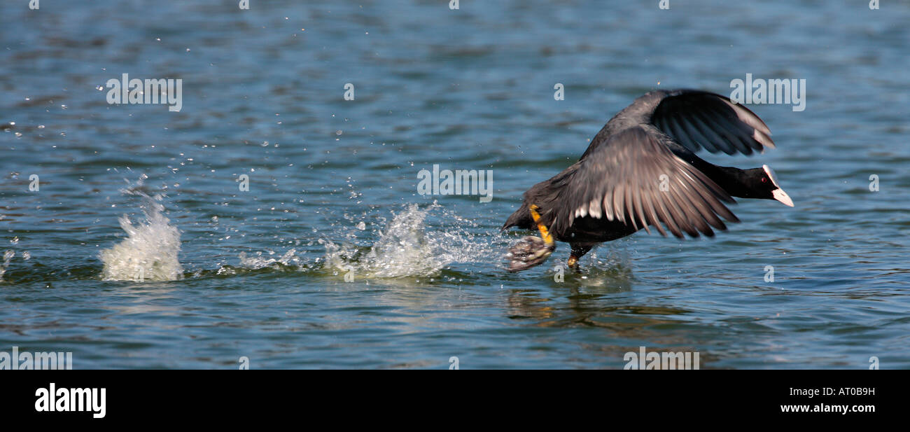 Blässhuhn Fulica Atva laufen auf dem Wasser Spritzen Wassertropfen Verulamium Park, St Albans Stockfoto