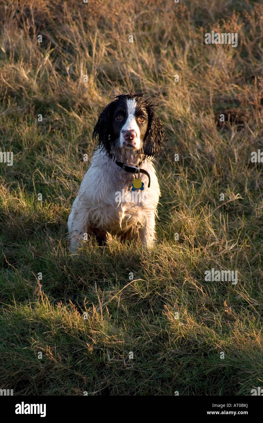 Arbeiten braun & weißen English Springer Spaniel-Creggy wartet auf eine Anweisung von seinem Meister Stockfoto