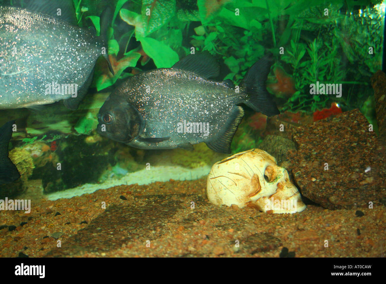 Tropische Fische Piranhas Schwimmen am menschlichen Schädel Serrasalmus nattereri Stockfoto
