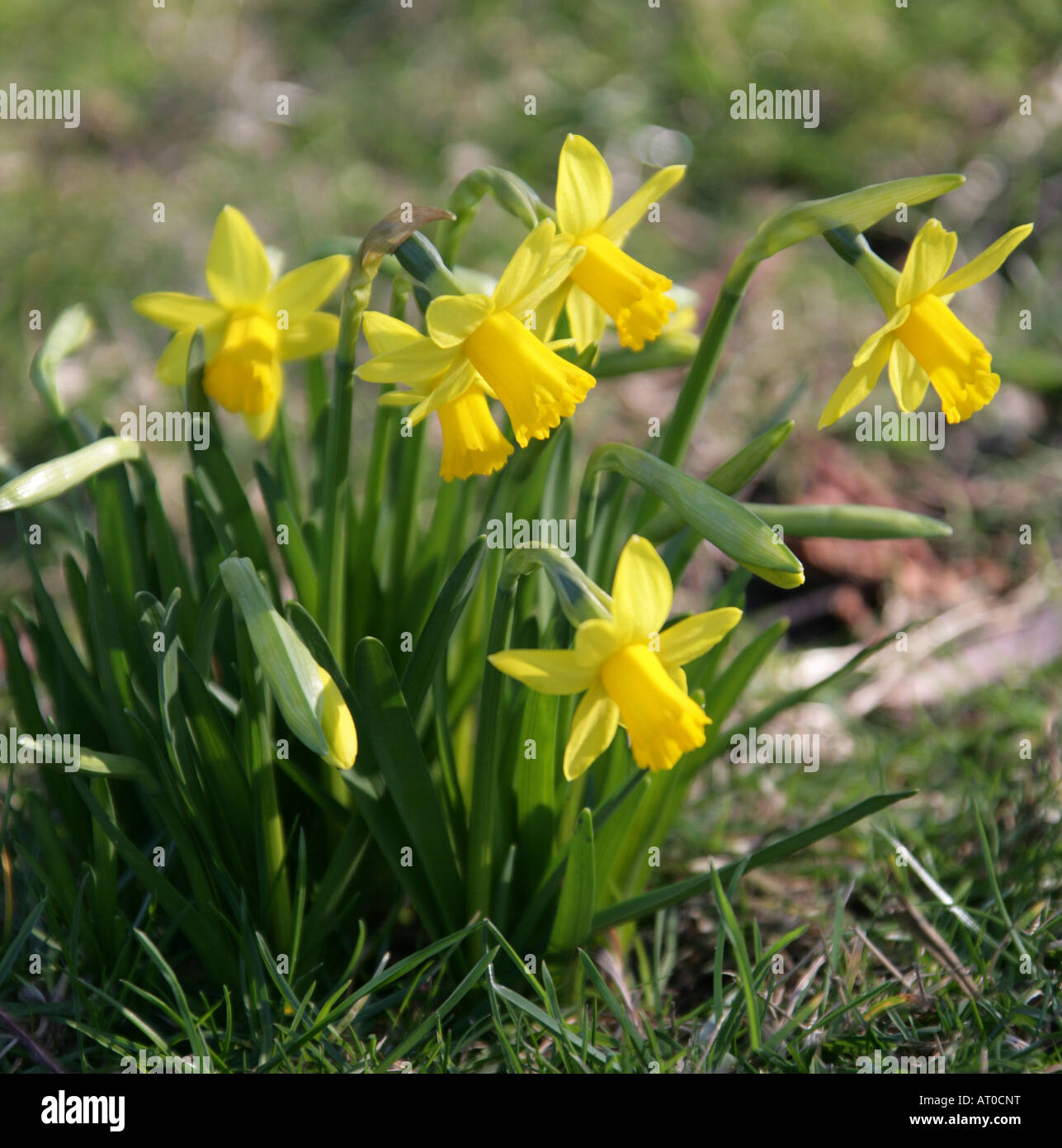 Narzisse Blumen Stockfoto