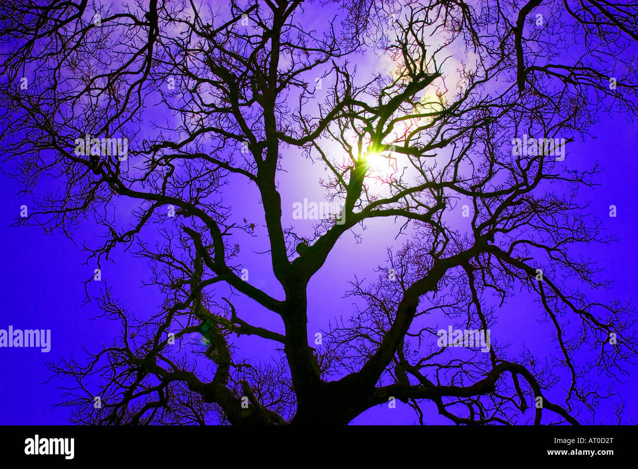 Baum-Silhouette vor einem dramatischen Himmel entlang der Amalfi Küste, Italien Stockfoto