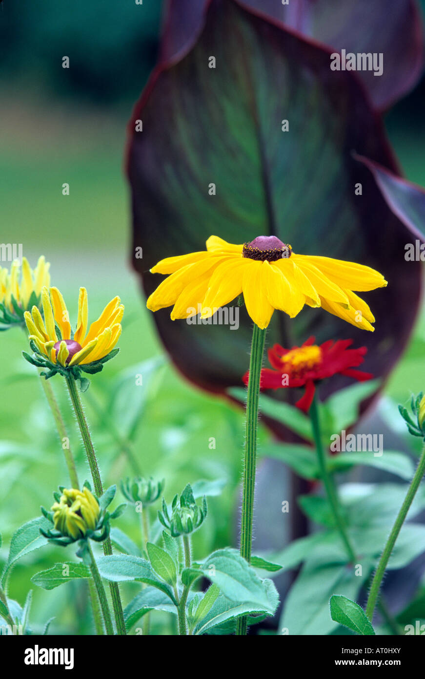 INDISCHER SOMMER RUDBECKI GEGEN BOTSCHAFTER ROT CANNA LEAF IN MINNESOTA GARTEN. JULI. Stockfoto