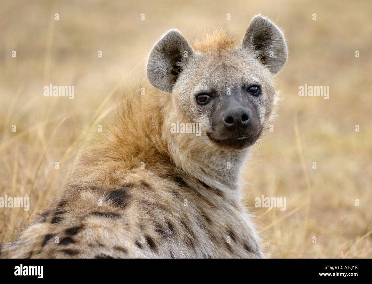 Hyäne Nahaufnahme Hochformat, Masai Mara, Kenia Stockfoto