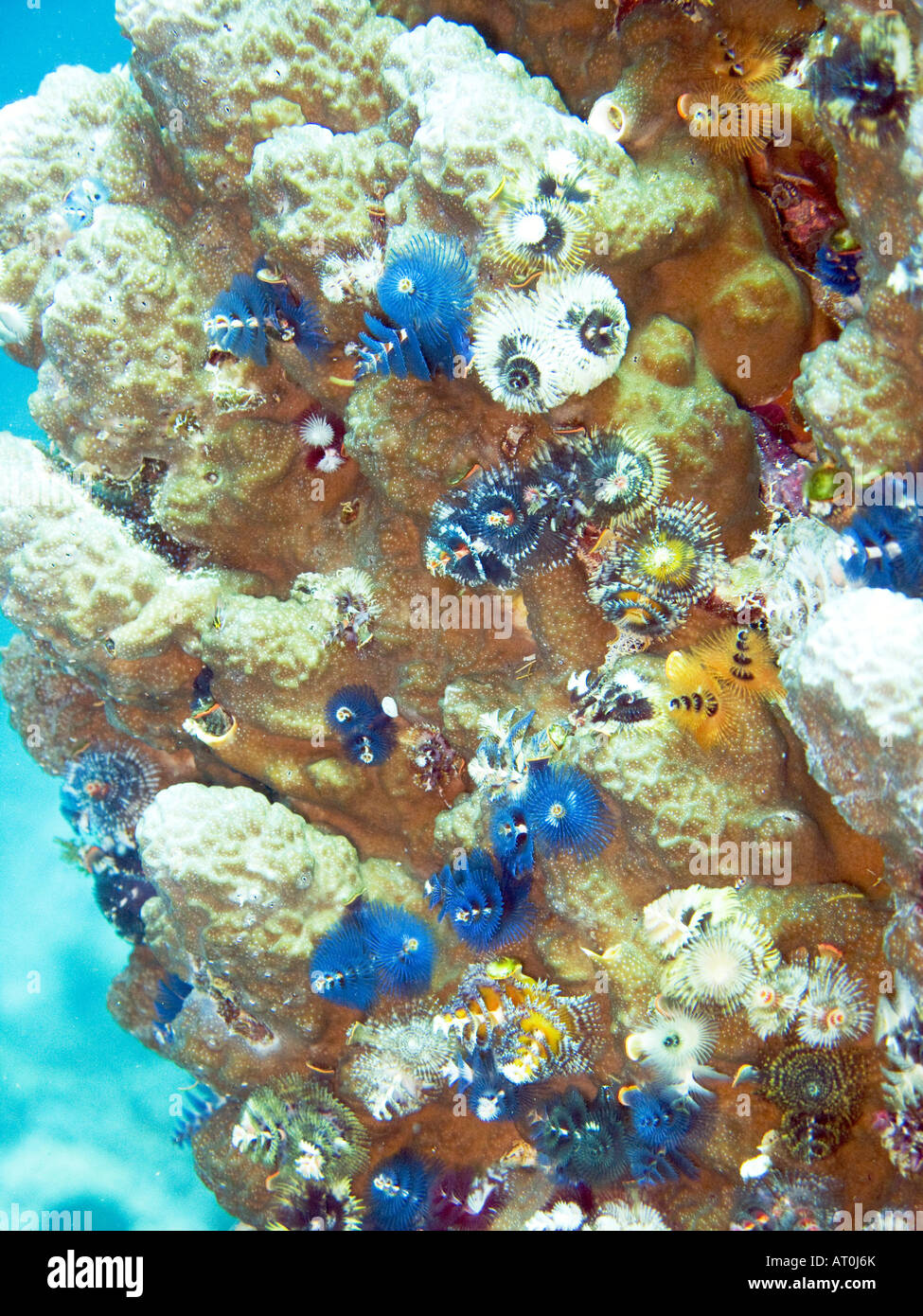 Stück Koralle mit Weihnachtsbaum Endlosschrauben, Spirobranchus Giganteus, in verschiedenen Farben. Stockfoto