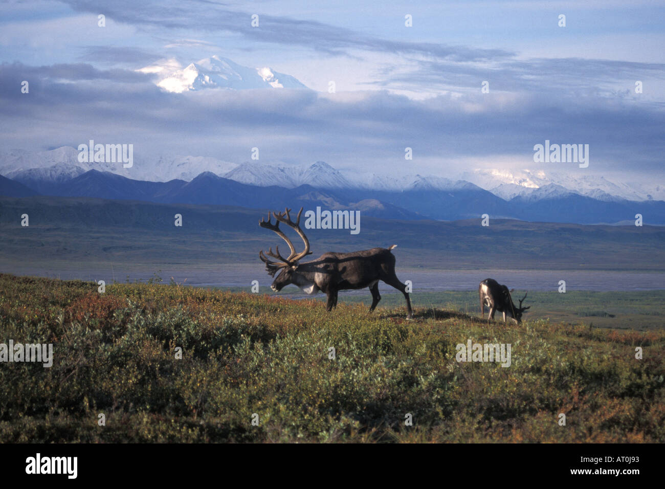 Rangifer Tarandus Caribou zu koppeln, Fütterung auf die Vegetation mit Mt McKinley im Hintergrund Denali Nationalpark, Alaska Stockfoto