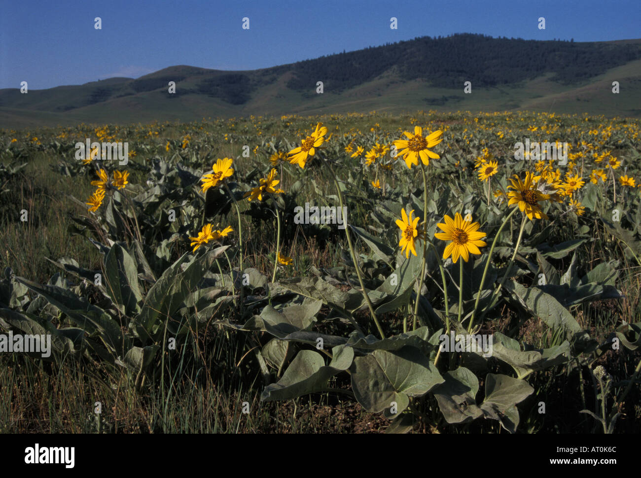 gemeinsamen Sonnenblumen Helianthus Annuus blühen in die National Bison Range Montana Stockfoto