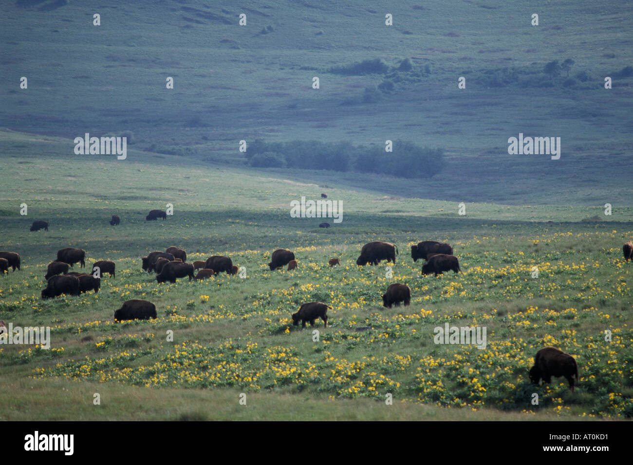 Bison Bison Bison Herde weidet sich an einem Hang in die National Bison Wildlife Refuge Montana Stockfoto