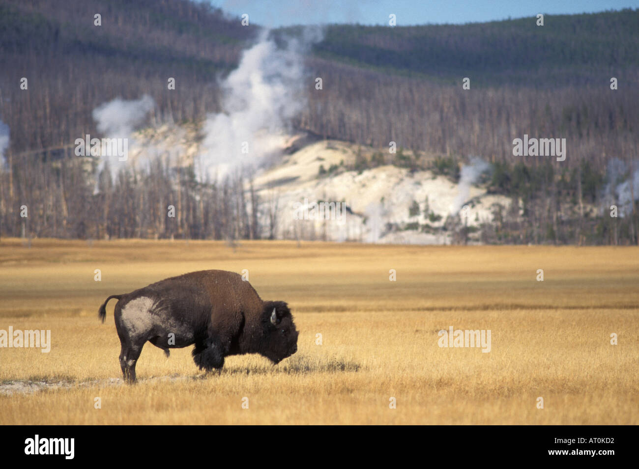 Bison Bison Bison Bulle weidet auf einer Wiese im Yellowstone Nationalpark Montana Stockfoto