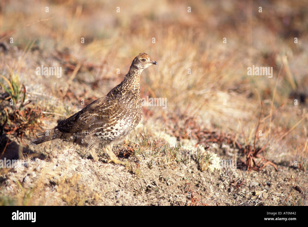 Ruffed Grouse Bonasa Umbellus weiblich in die National Bison Range Montana Stockfoto