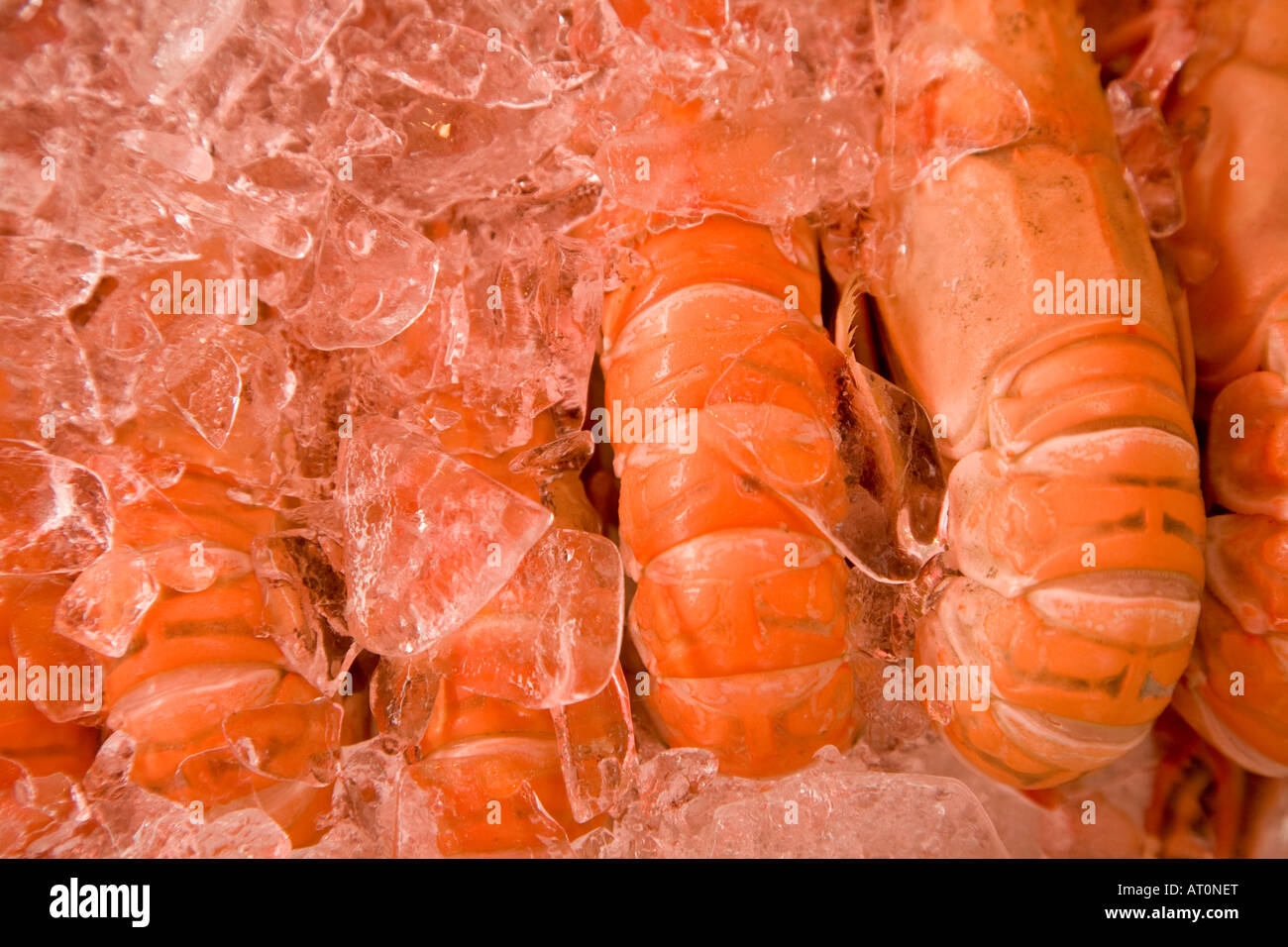 Kaisergranat (norwegische Hummer), Fischmarkt in Bergen, Norwegen Stockfoto