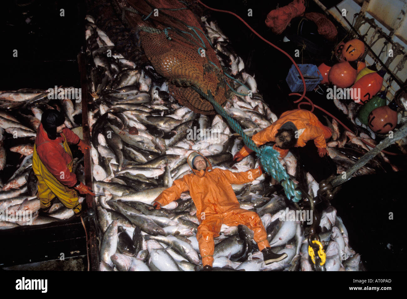 Besatzung vom kommerziellen Schiff Ocean Spray bleed pazifischer Kabeljau Gadus Macrocephalus und Fischer, die Verlegung mit Fisch Alaska Stockfoto