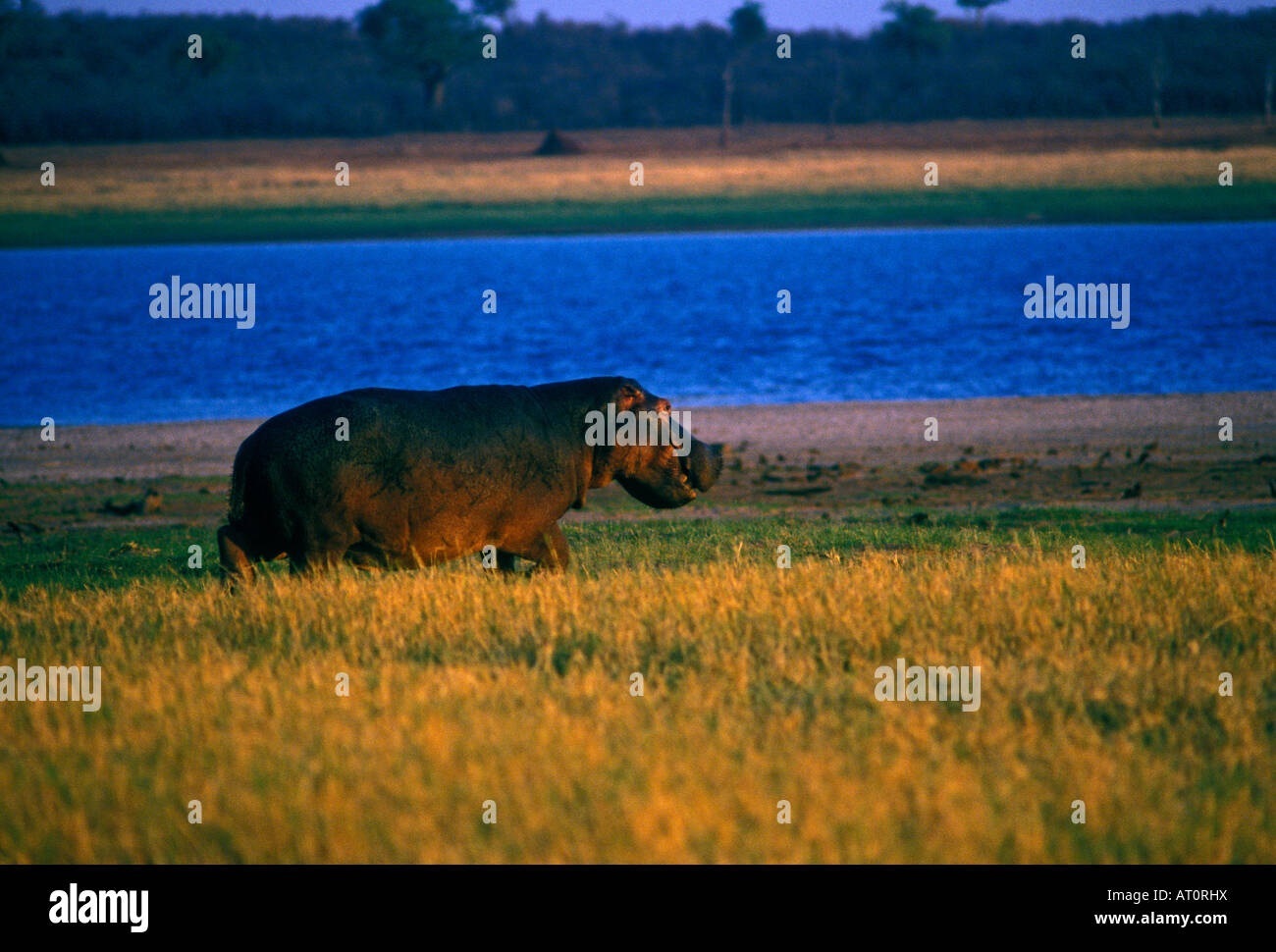 Nilpferd, Nilpferd, Pflanzenfresser, Pflanzenfresser Tier, Wildtier, Wildtiere, Lake Kariba, Bumi Hills, Mashonaland West Province, Simbabwe, Afrika Stockfoto