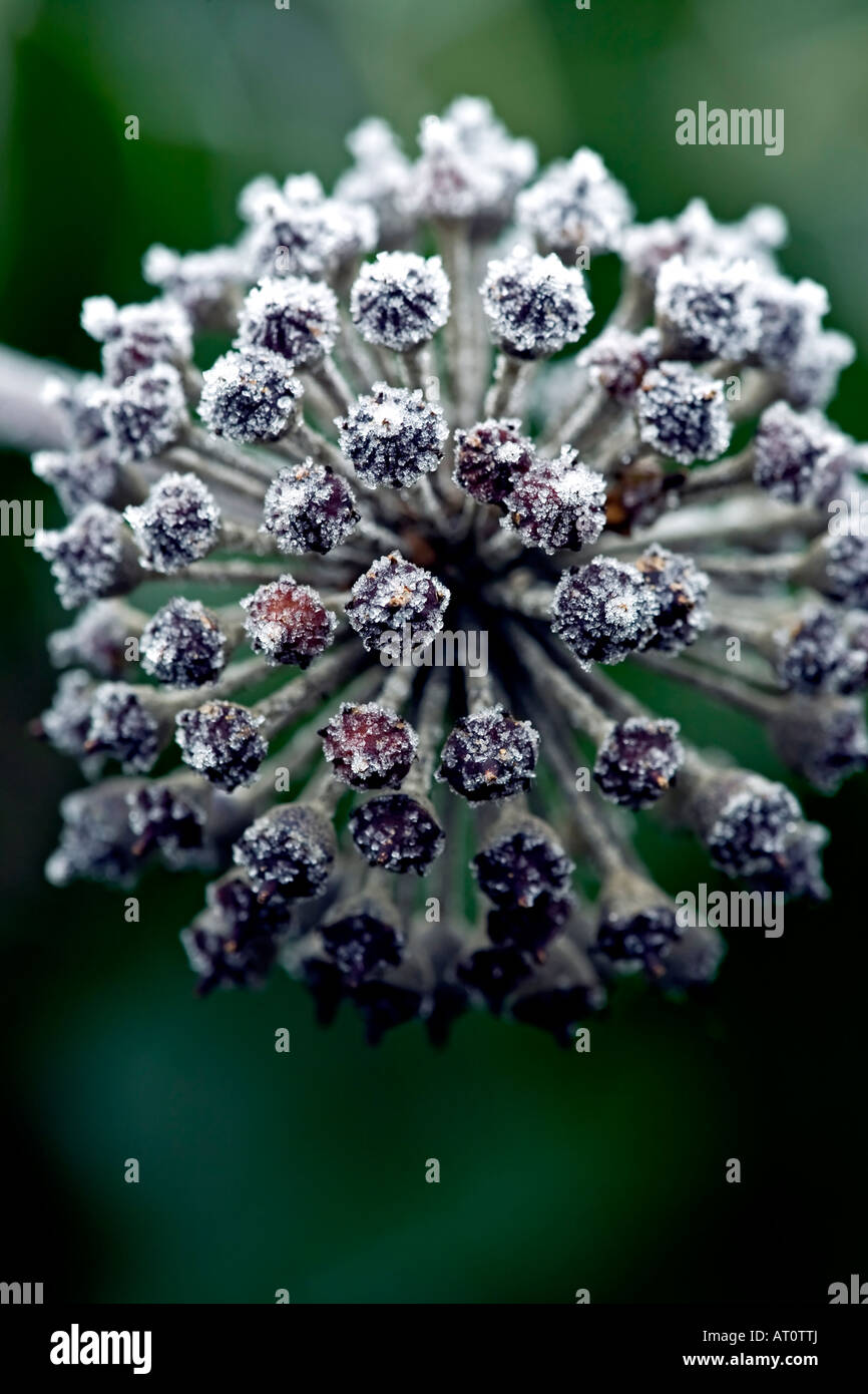 Ivy Blume im Frost bedeckt Stockfoto