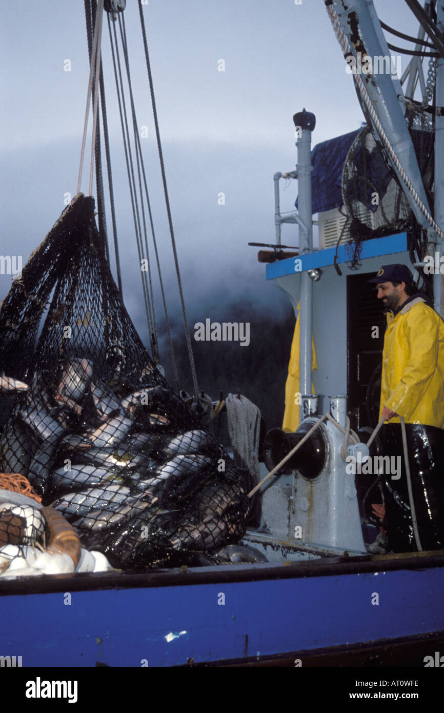 kommerzielle Fischerei Schiff Besatzung zieht in Sien Gang voller Chum oder Hund Lachs Oncorhynchus Keta Hidden Falls Alaska Stockfoto