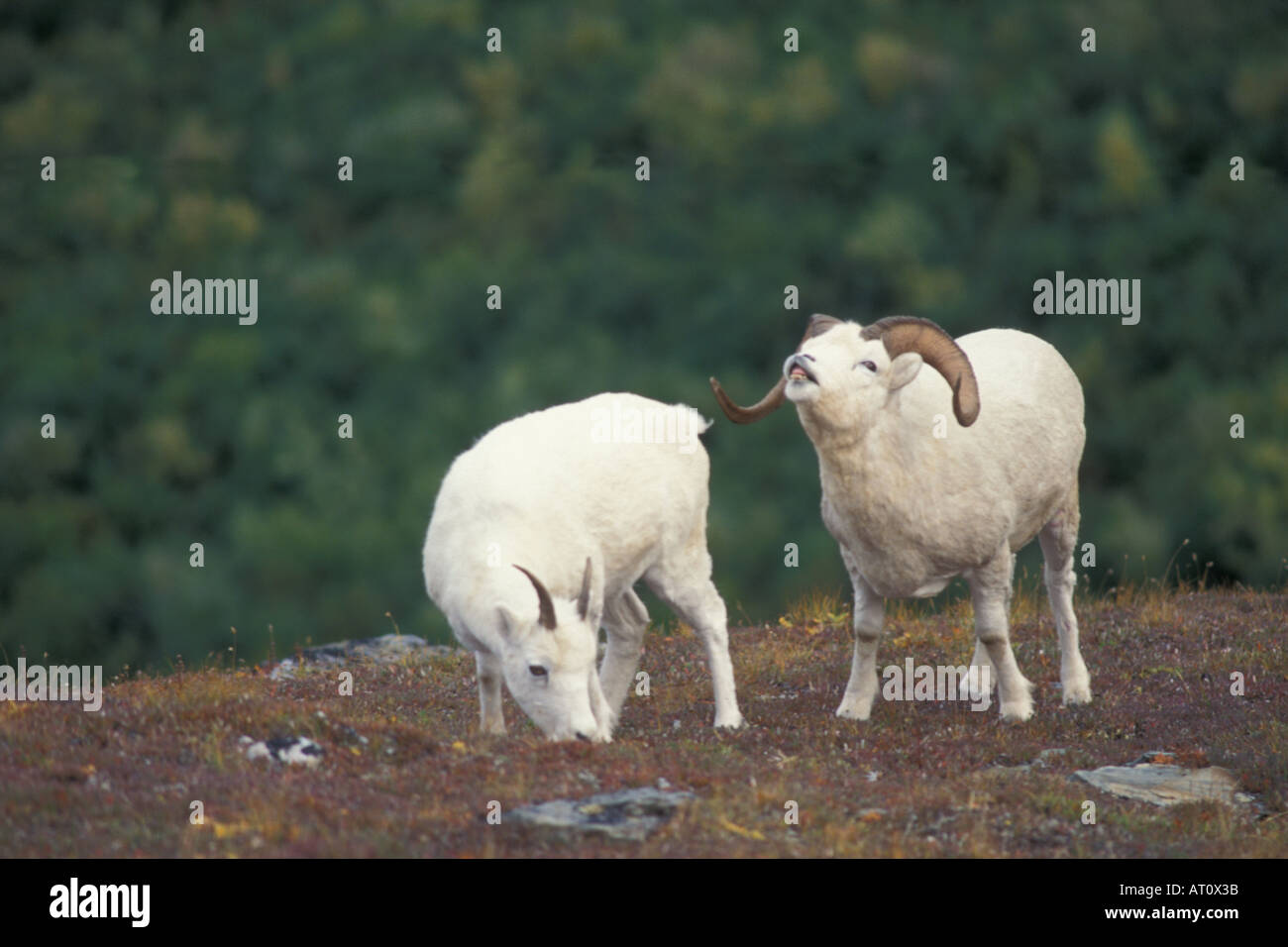 Dall Schaf Ovis Dalli voll Curl Ram Düfte ein Mutterschaf Fütterung auf Herbst bedeckt Tundra Denali Nationalpark Interieur von Alaska Stockfoto