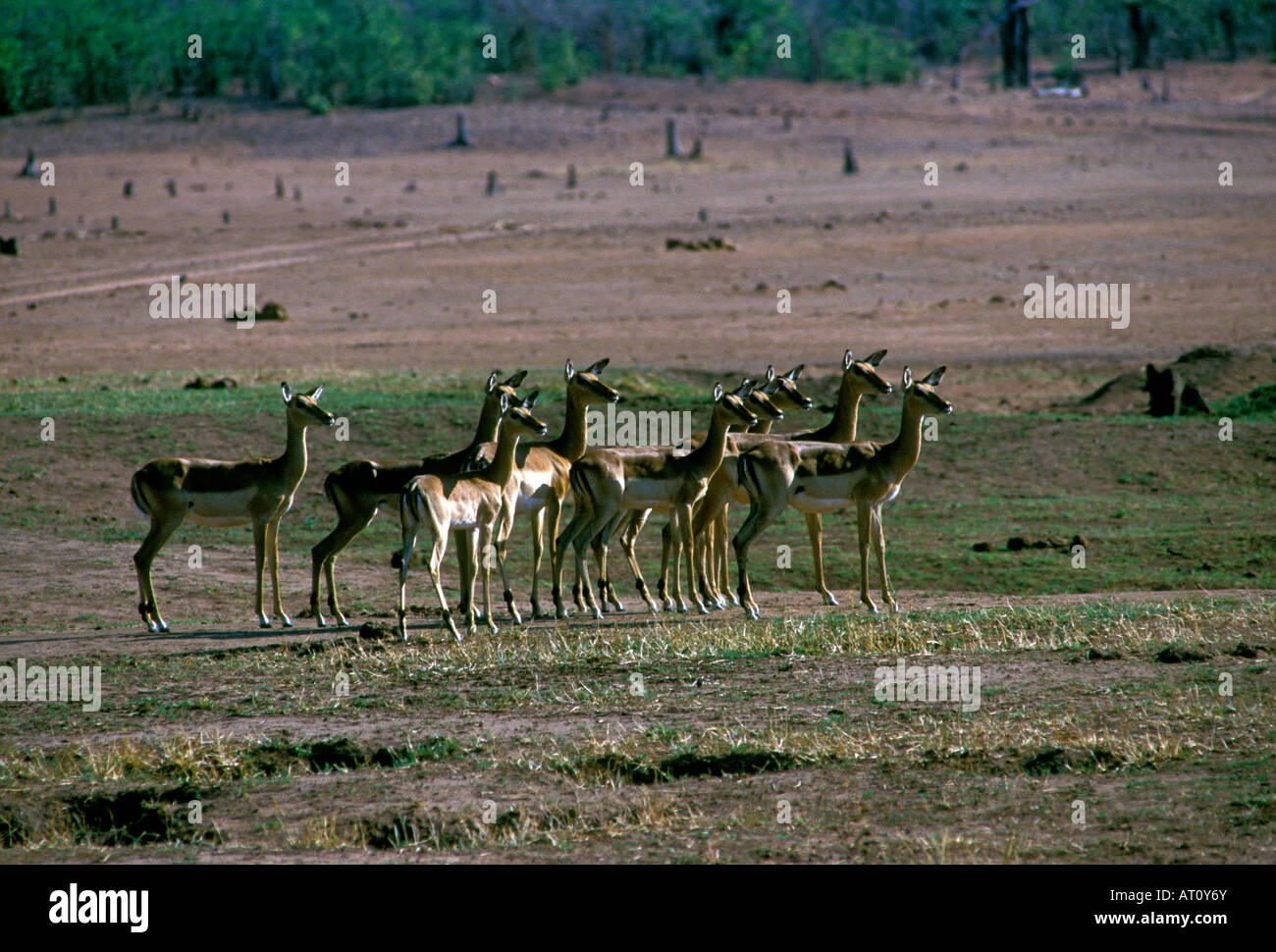 Impalas entlang Lake Kariba Mashonaland West Provinz Simbabwe Afrika Stockfoto