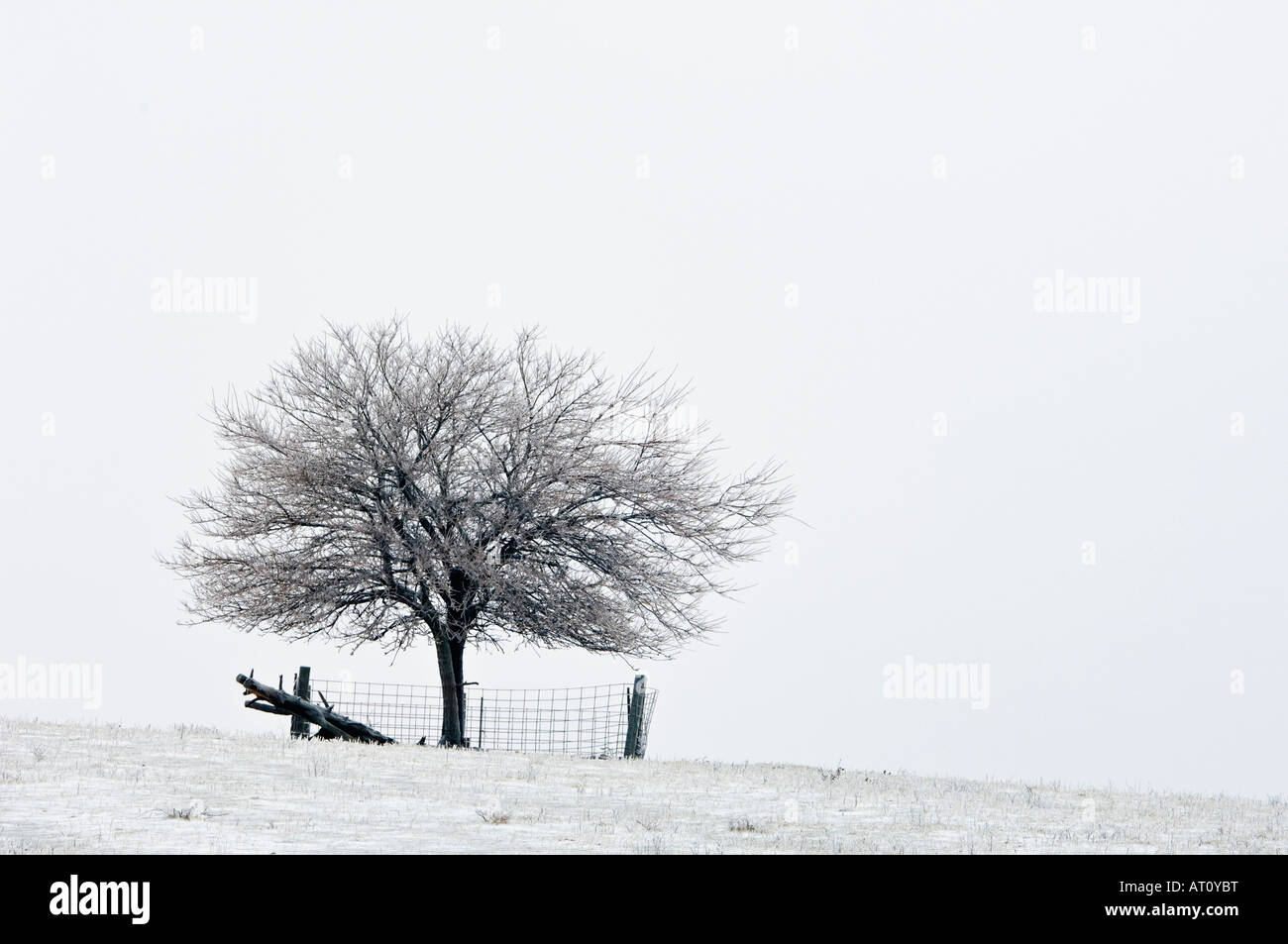 Baum und Zaun in krassem Winter Landschaft Washington County Indiana Stockfoto