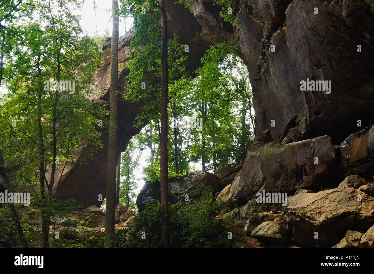 Grays Bogen Red River Gorge geologischen Gebiet Kentucky Stockfoto