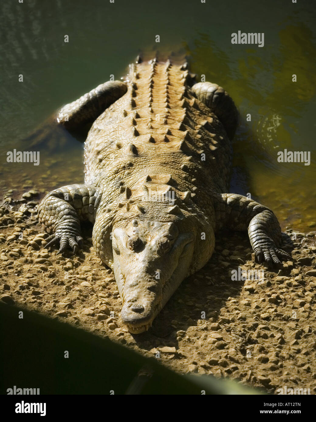 Krokodil Stockfoto