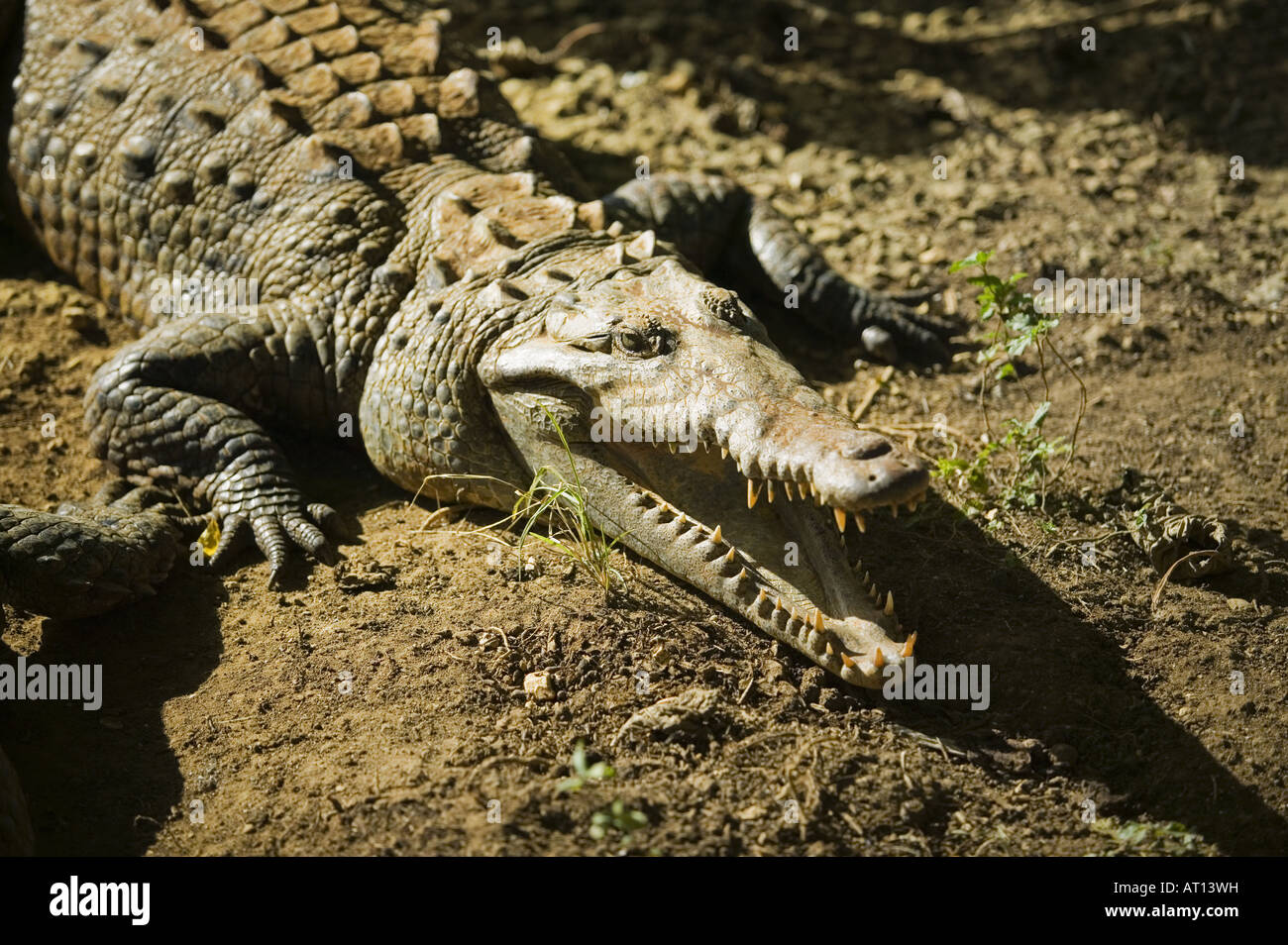 Krokodil Stockfoto