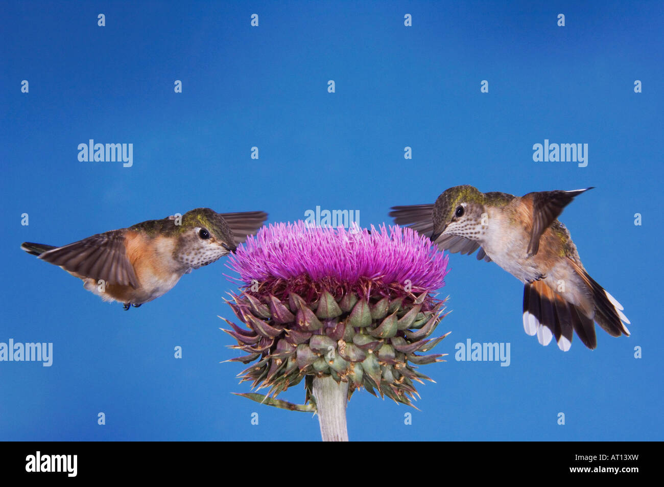 Breit-tailed Kolibri Selasphorus Platycercus Weibchen im Flug Fütterung auf Moschus-Distel-Mountain-Nationalpark, Colorado Stockfoto
