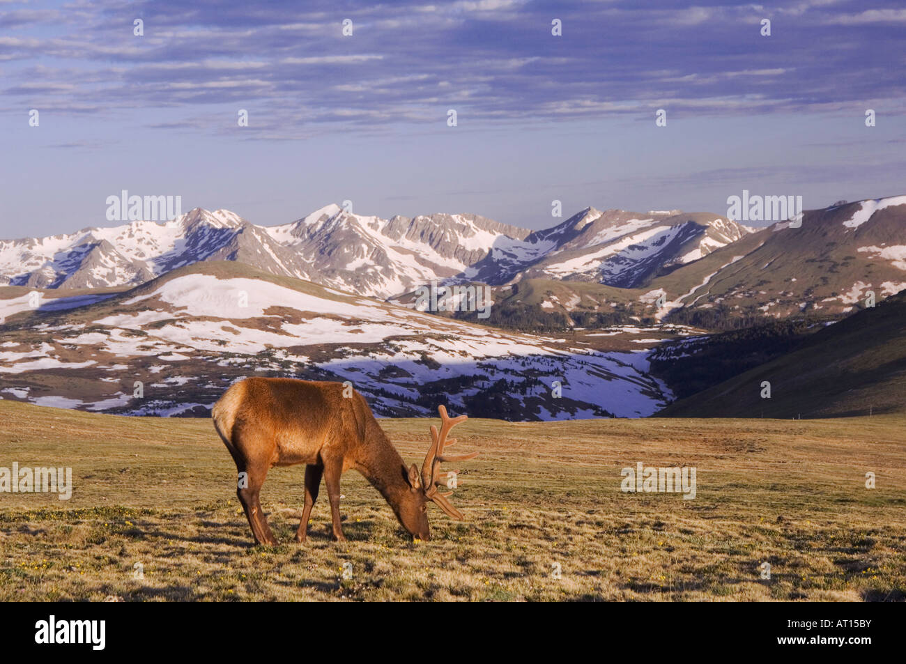 Elch Wapiti Cervus Elaphus Bull in samt Weiden auf alpine Tundra Rocky Mountain National Park Colorado USA, Juni 2007 Stockfoto