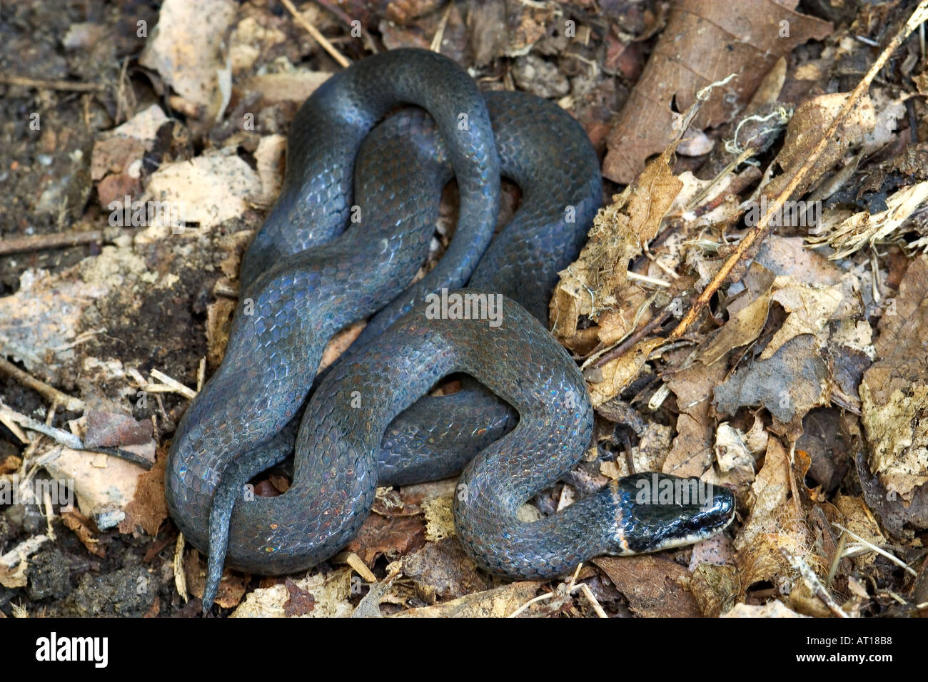 Ringneck Snake Tennessee Stockfoto