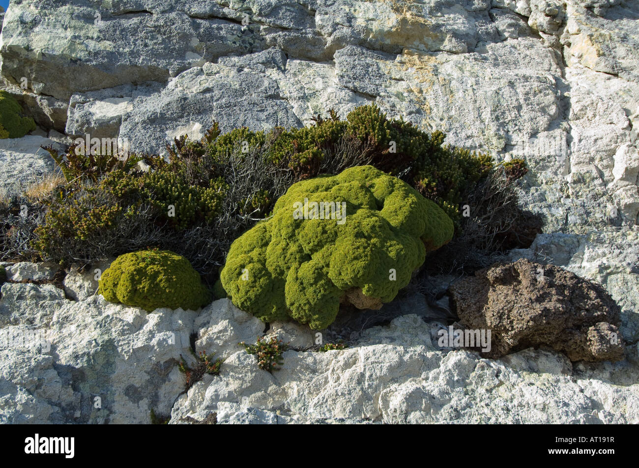 Flechten Balsam Moor Bolax Gummifera und Diddle Dee Empetrum Rubrum wachsen auf Quarzit Felsen Ordnance Punkt Gypsy Cove Falkland-Inseln Stockfoto