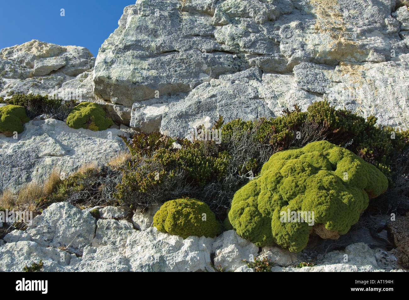 Flechten Balsam Moor Bolax Gummifera und Diddle Dee Empetrum Rubrum wachsen auf Quarzit Felsen Ordnance Punkt Gypsy Cove Falkland-Inseln Stockfoto