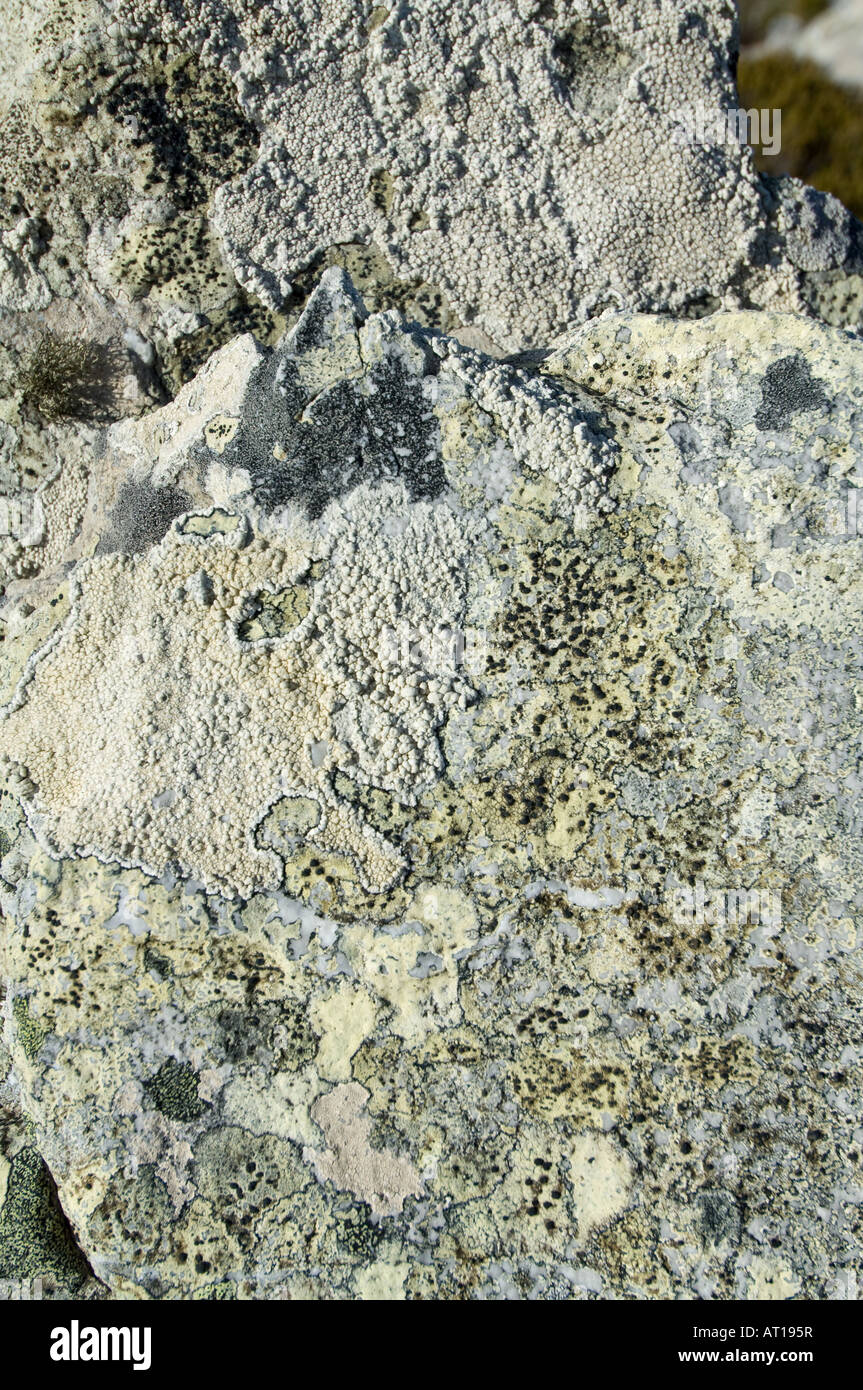 Vielzahl von Flechten Abdeckung Quarzit Felsen am Ordnance Point Gypsy Cove Stanley East Falkland Südatlantik Dezember Stockfoto