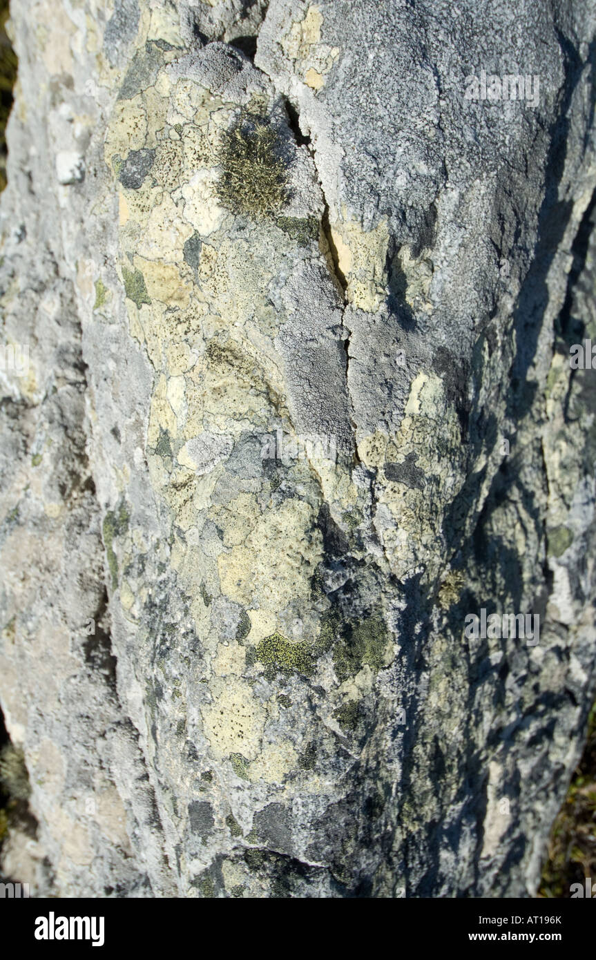 Vielzahl von Flechten Abdeckung Quarzit Felsen am Ordnance Point Gypsy Cove Stanley East Falkland Südatlantik Dezember Stockfoto