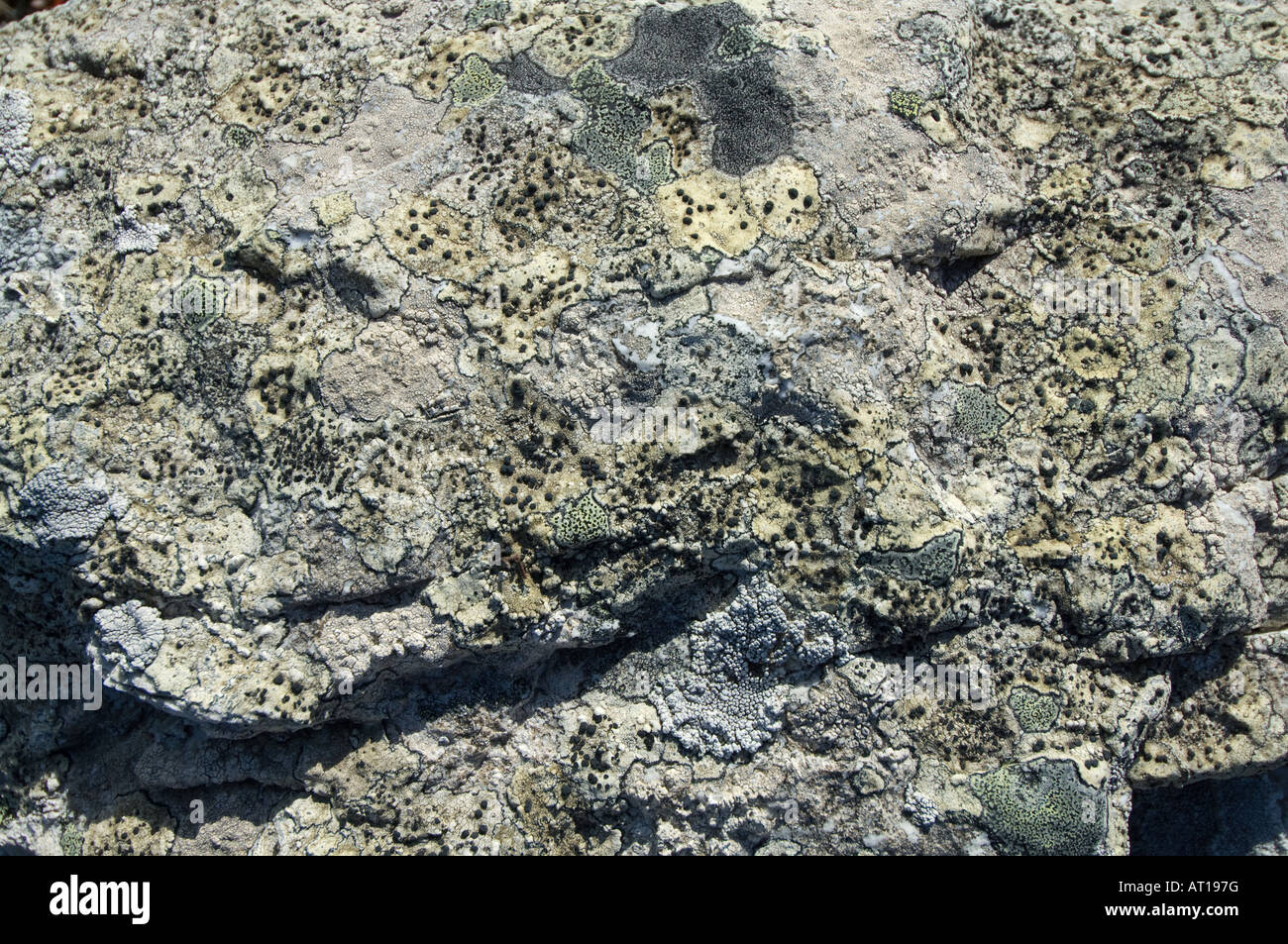 Vielzahl von Flechten Abdeckung Quarzit Felsen am Ordnance Point Gypsy Cove Stanley East Falkland Südatlantik Dezember Stockfoto