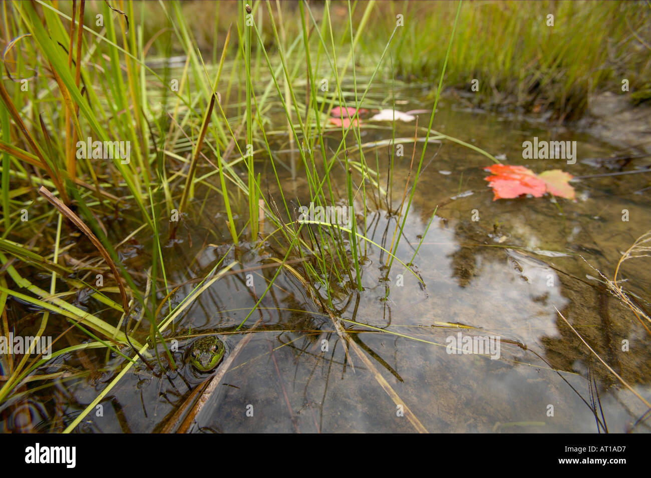 Frosch im Teich mit abgefallenen Blättern Maine Stockfoto