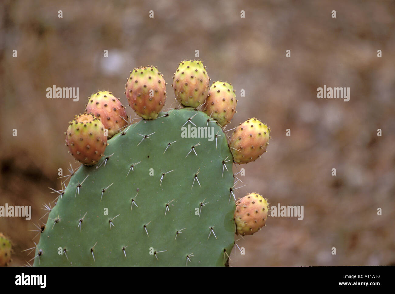 Europa, Italien, Sardinien, Santa Maria Navarrese. Kaktus-Äpfel Stockfoto