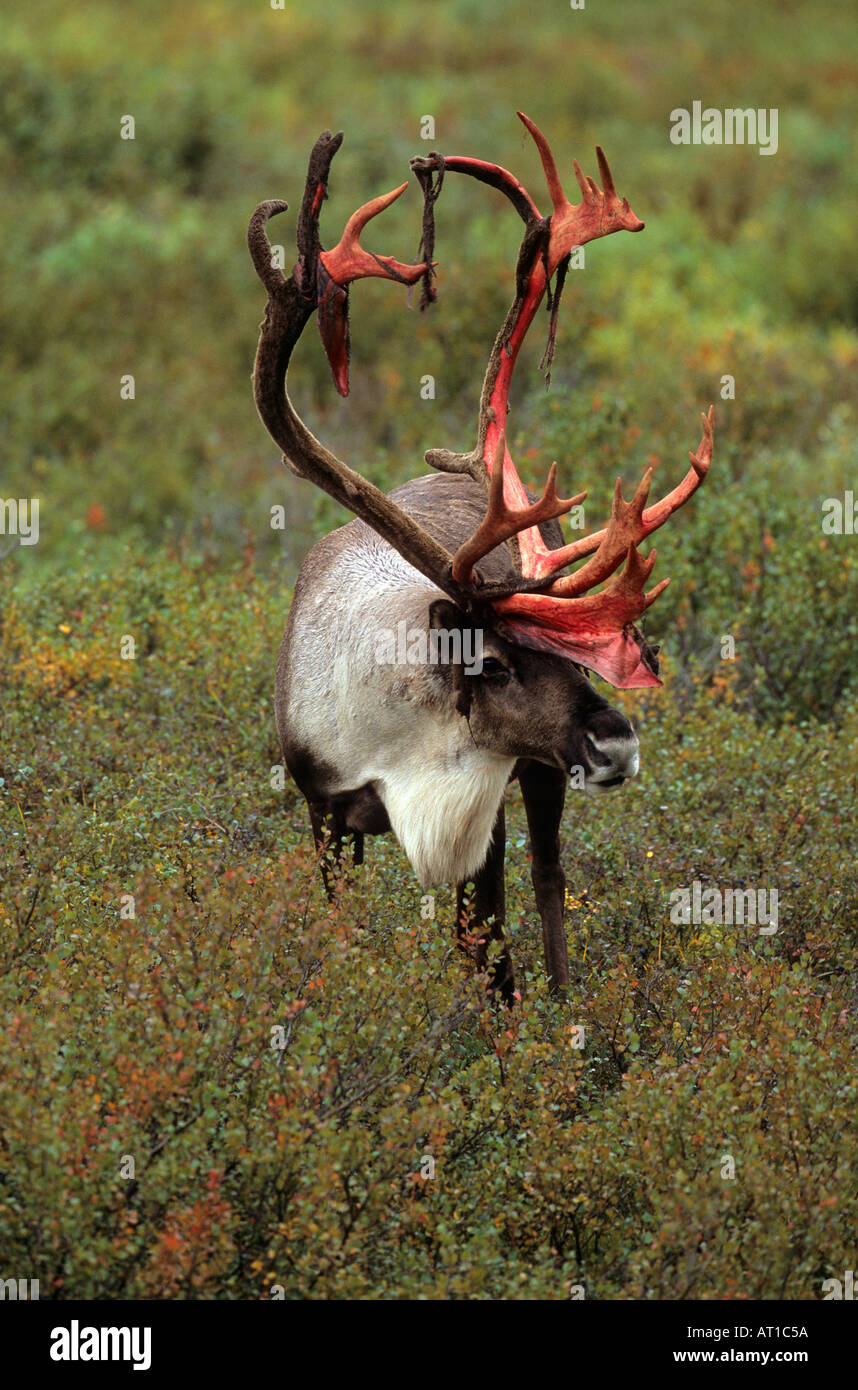 Caribou Stier vergießen samt Denali Nationalpark Alaska Stockfoto