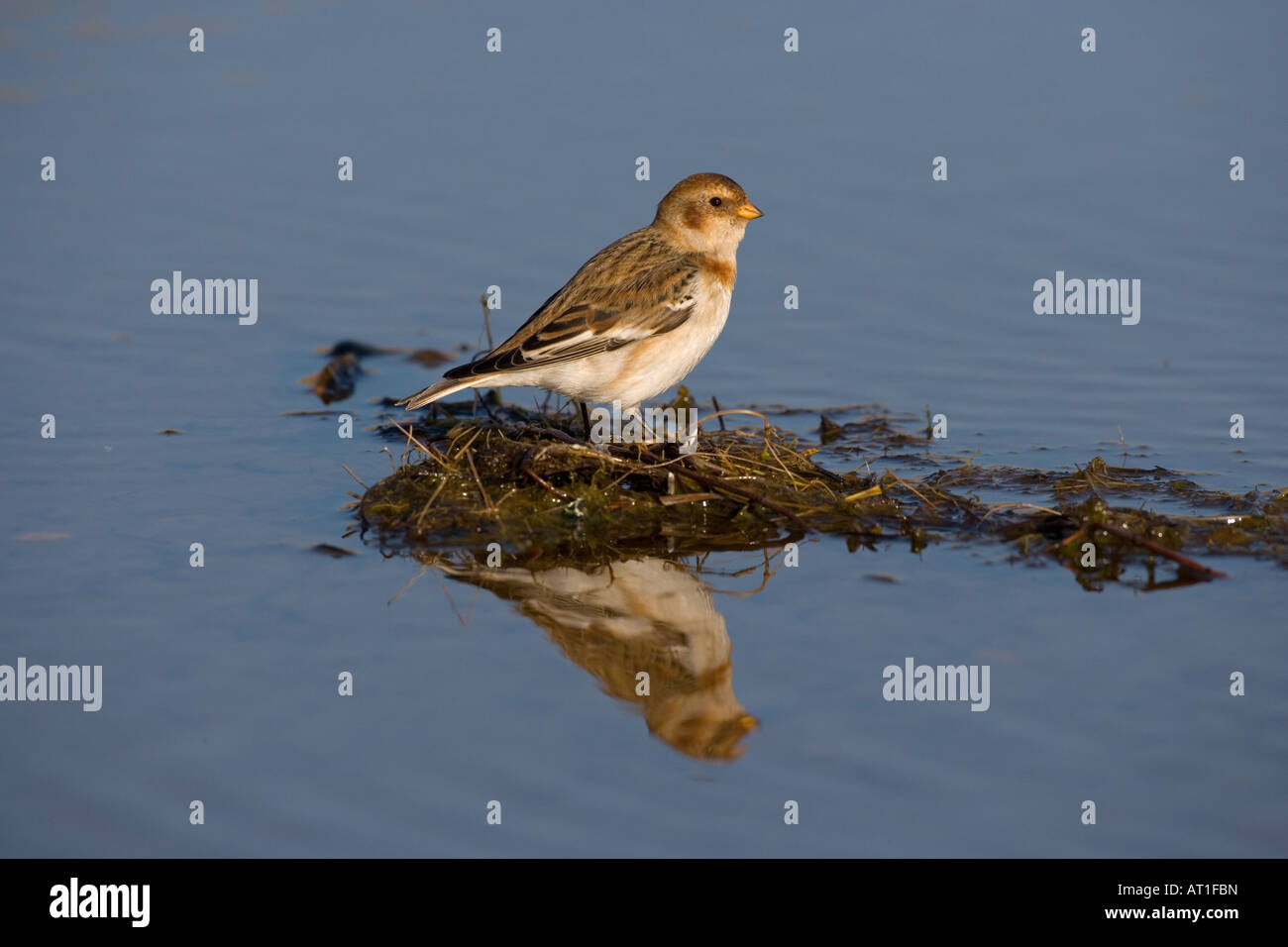 Schneeammer Plectrophenax nivalis Trinken und Baden im Pool an der Küste Stockfoto