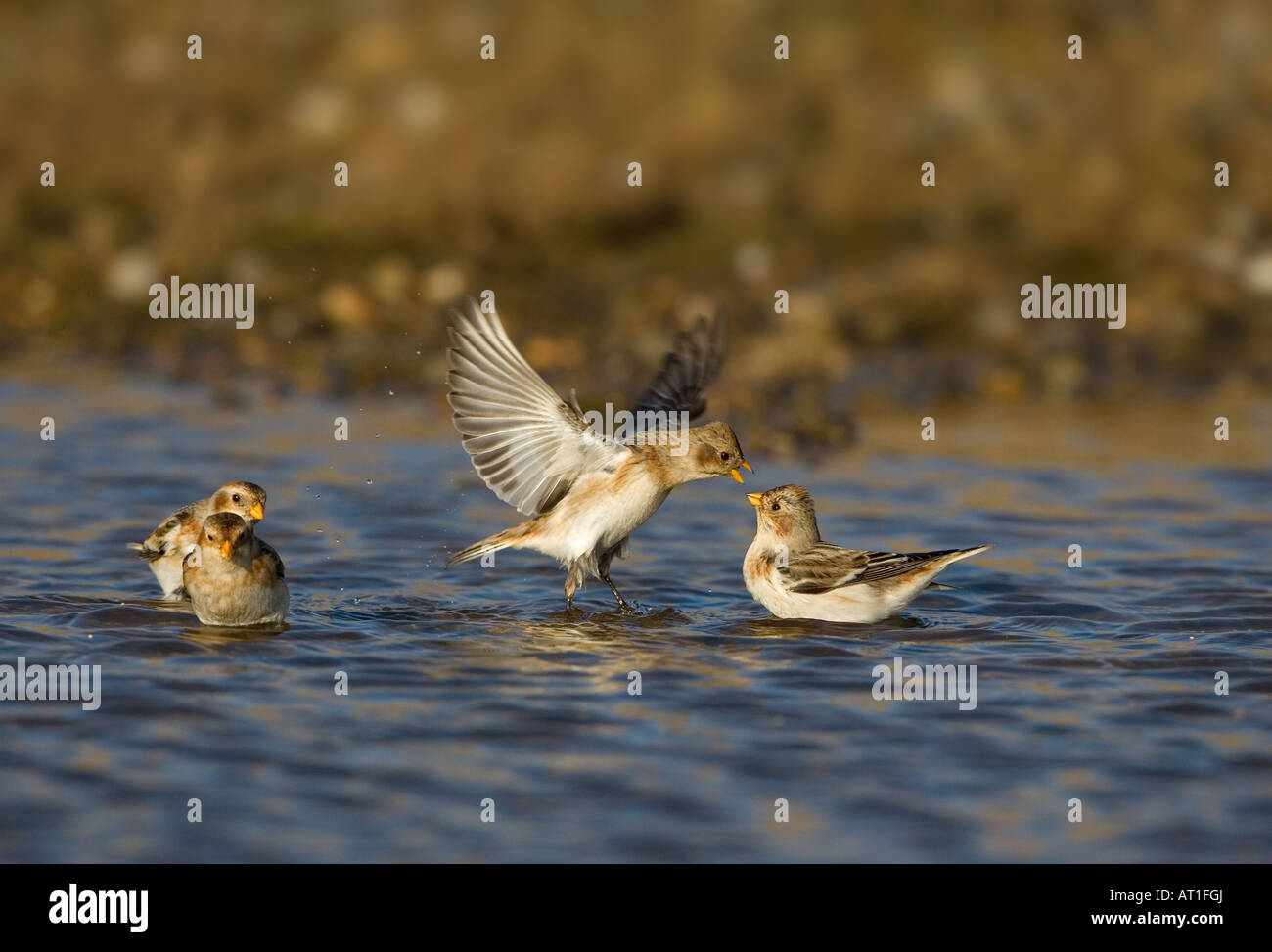Schneeammer Plectrophenax nivalis Trinken und Baden im Pool an der Küste Stockfoto
