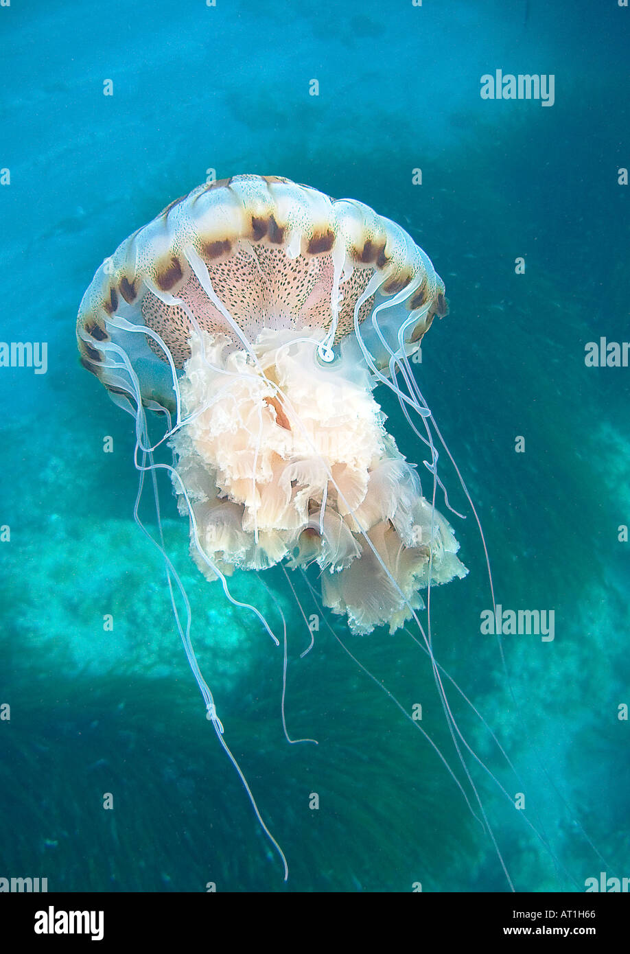 Chrysaora Hyoscella Kompass Quallen Jellyfishs Abstammungsverhältnisse Cnidaria Mittelmeer Murcia Spanien Stockfoto