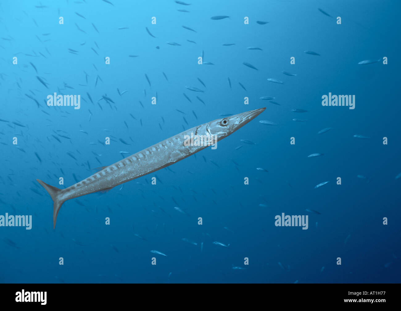 Im östlichen Atlantik Lebender Langer Fisch Größten Viridensis Yellowmouth Barracuda Fisch Atlantik Kanaren Spanien