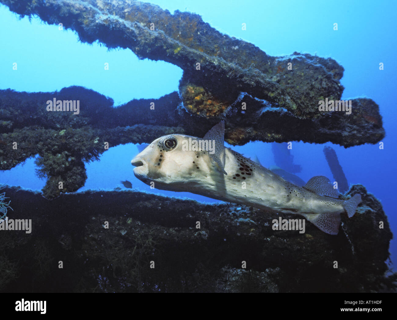 Chilomycterus Reticulatus Spotfin Burrfish Feilenfisch Mar de Cortes Mexiko Atlantik Stockfoto