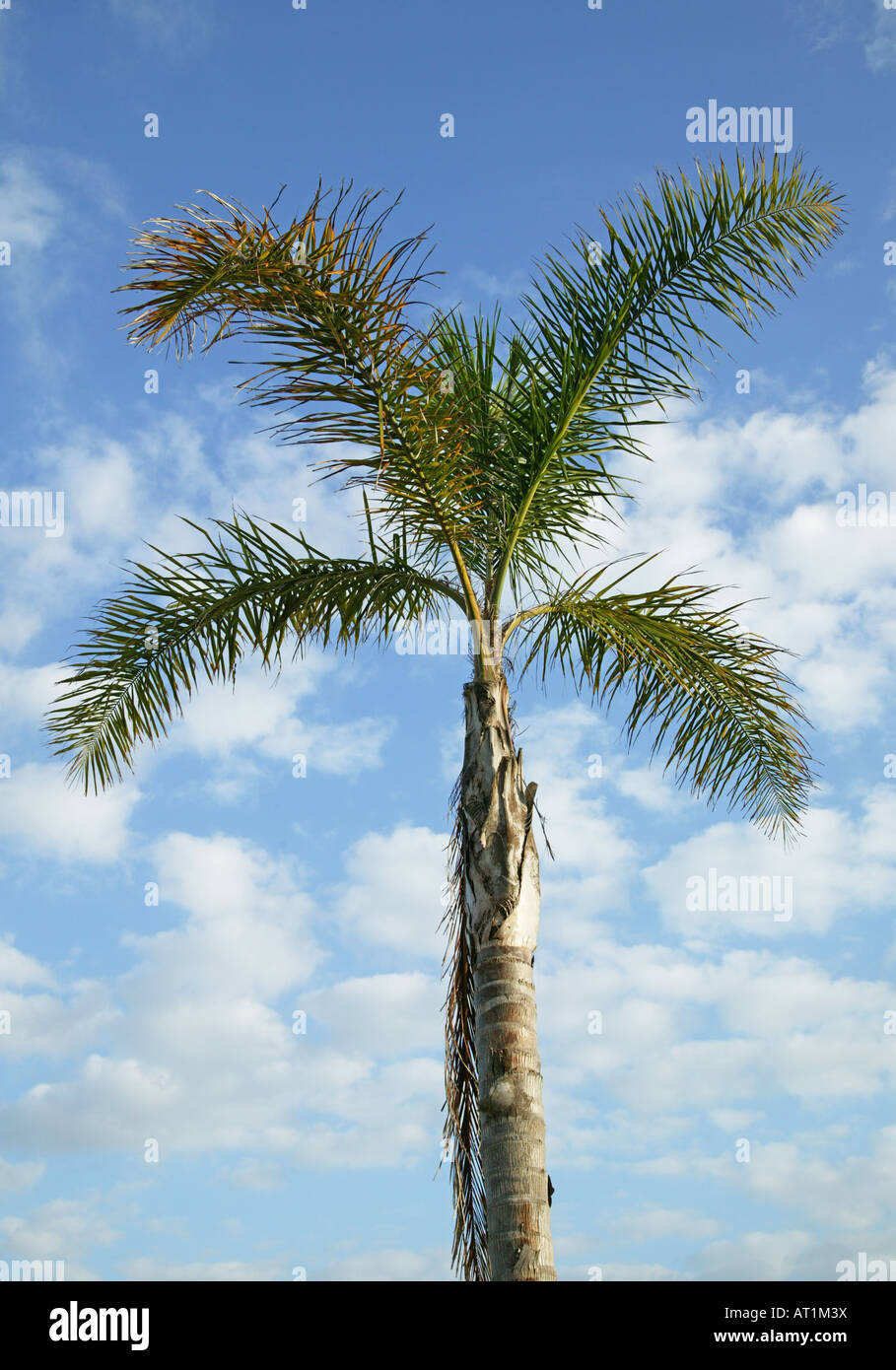 Eine Palme unter blauem Himmel Stockfoto